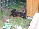 Welpen B-Wurf vom 03.05.07 (6 Wochen alt)